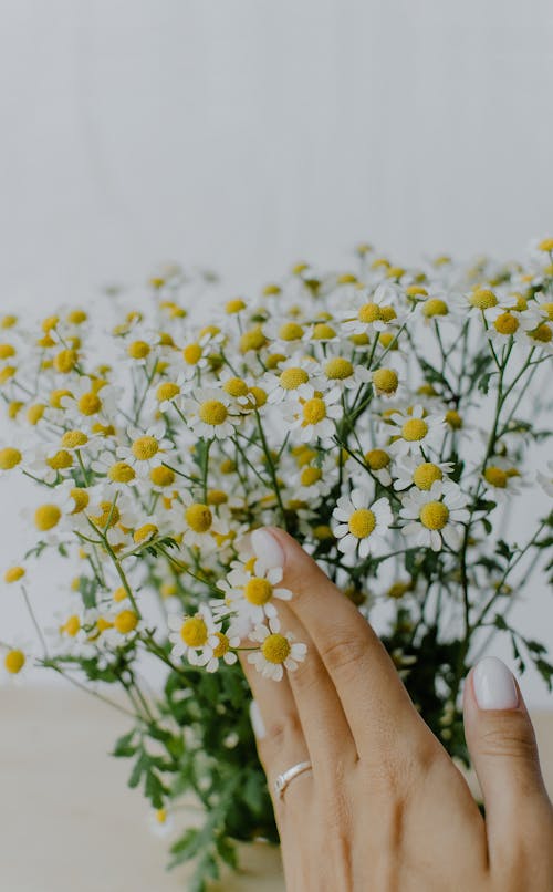 Person Holding Yellow and White Flowers