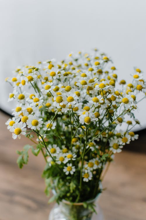 White Small Flowers in a Vase