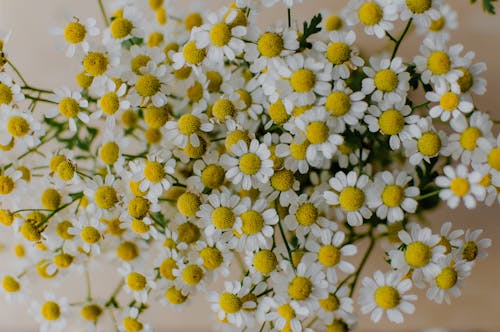 Free Chamomile Flowers in Bloom  Stock Photo