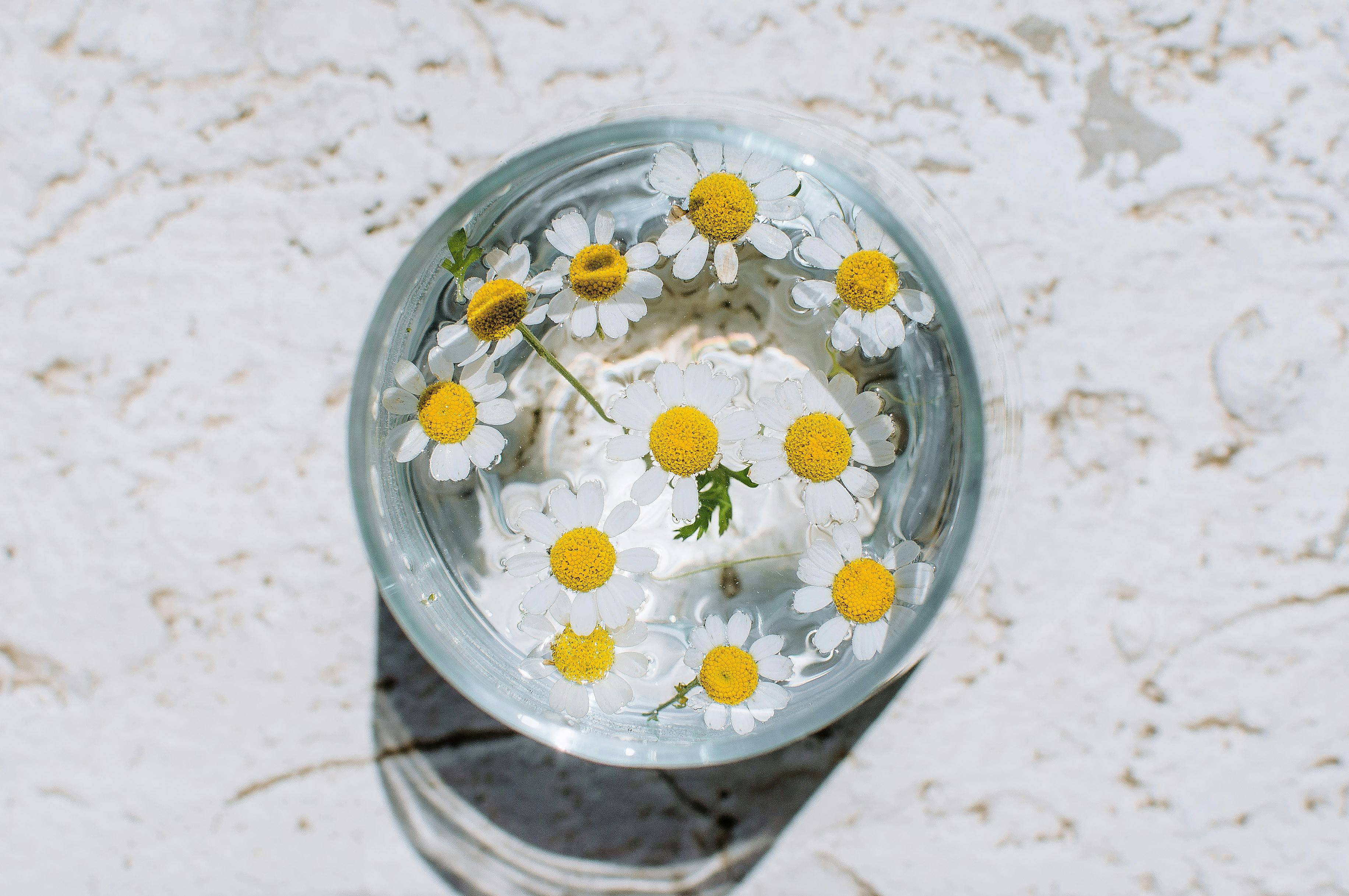 What Does Chamomile Essential Oil Smell Like? Flora Crossing