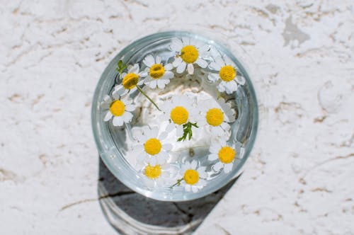 White and Yellow Daisy Flowers in Clear Glass Bowl