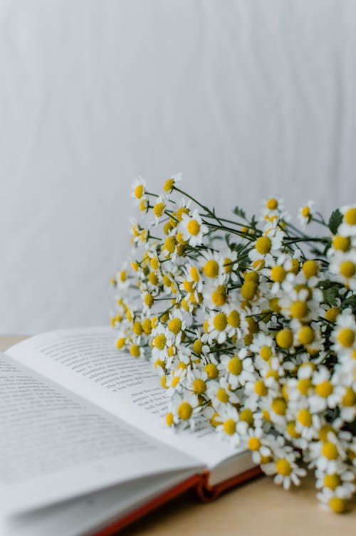 Bouquet of Chamomile Flowers and a Book