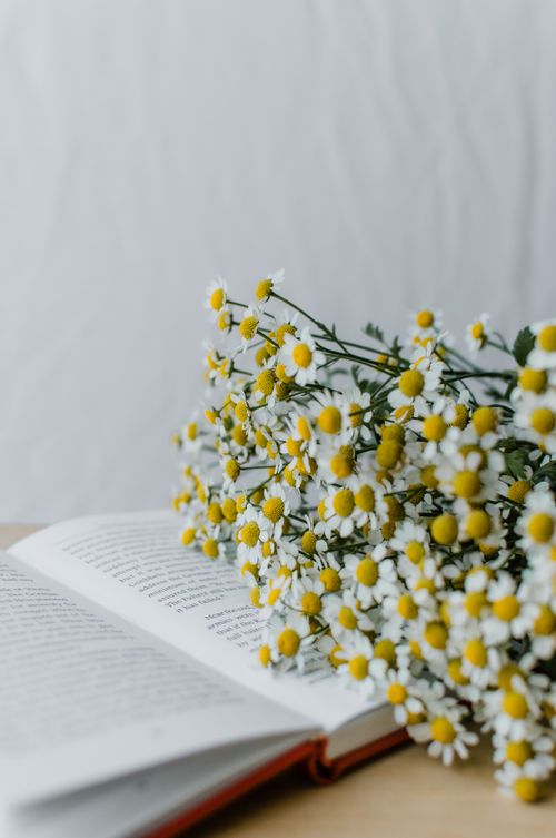 Free A delicate chamomile bouquet rests on an open book with a soft-focus white background. Stock Photo