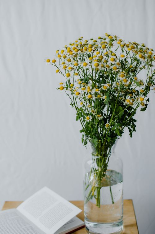 Free Still life of chamomile bouquet in glass vase next to an open book on a wooden table. Stock Photo