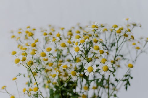 Chamomile Flowers in Close-up Photography