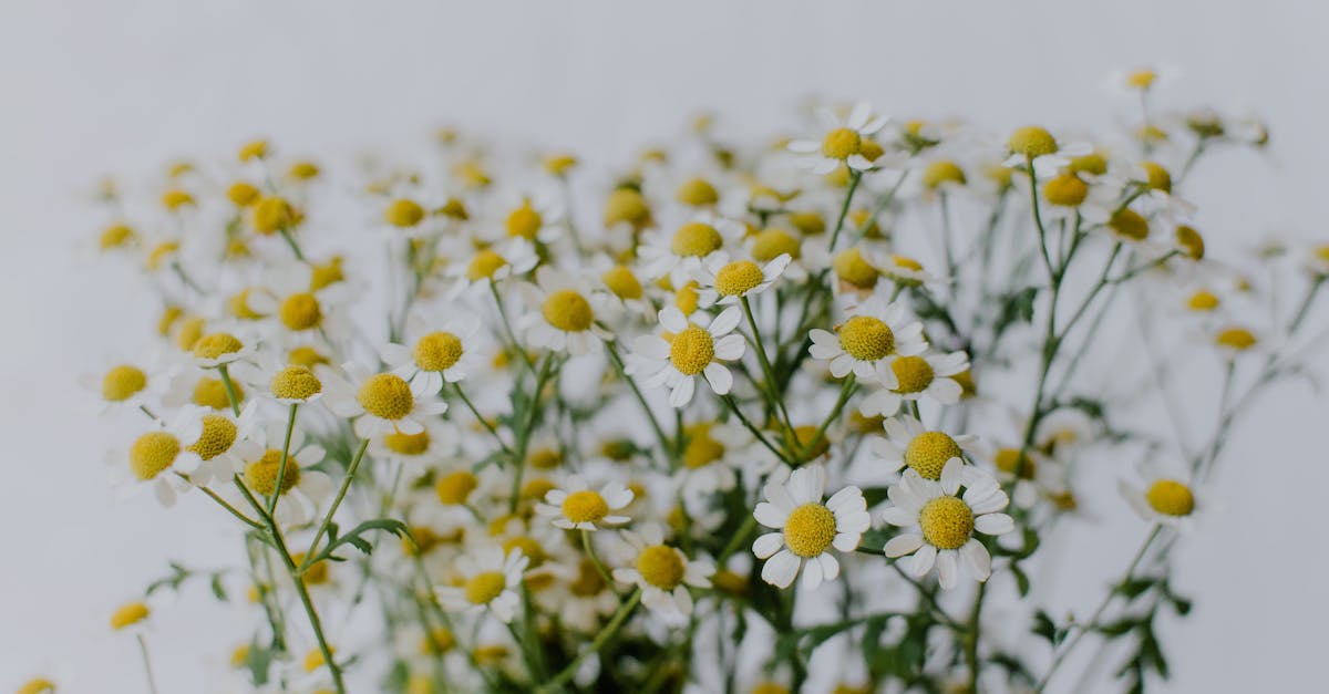 The Last Light of Summer 1 image text