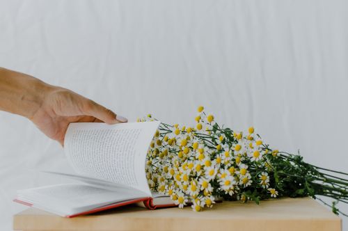 Free A hand turning the pages of a book while lying next to a chamomile bouquet on a wooden table. Stock Photo