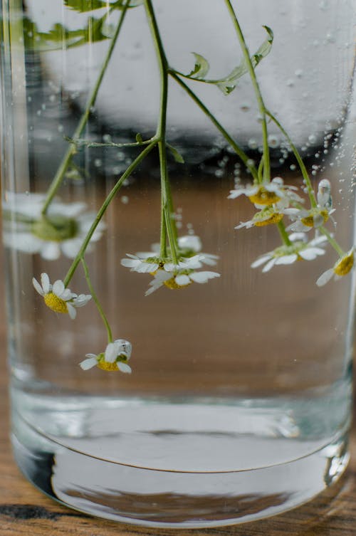 White and Yellow Flowers on Clear Glass Vase