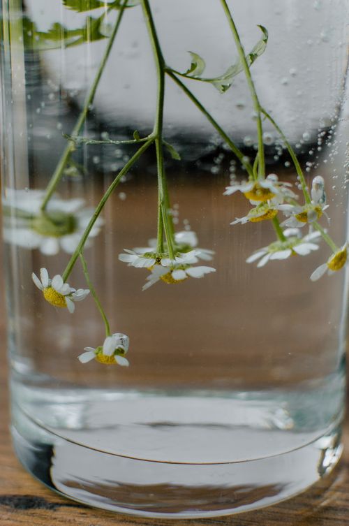 Free Delicate chamomile flowers gracefully submerged in water, captured in a close-up shot. Stock Photo