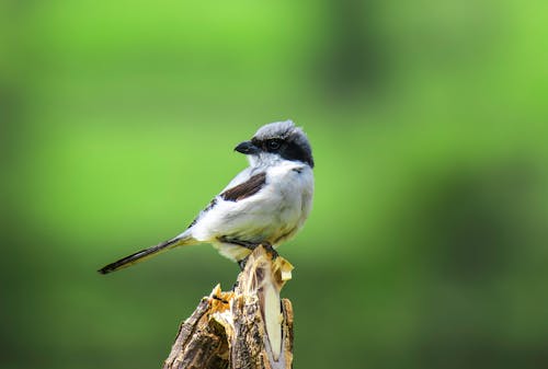 Close-Up Photo of a Small Gray and White Bird Perched on a Piece of Wood