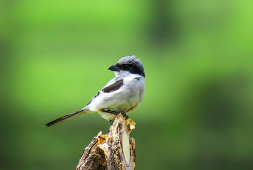Close-Up Photo of a Small Gray and White Bird Perched on a Piece of Wood
