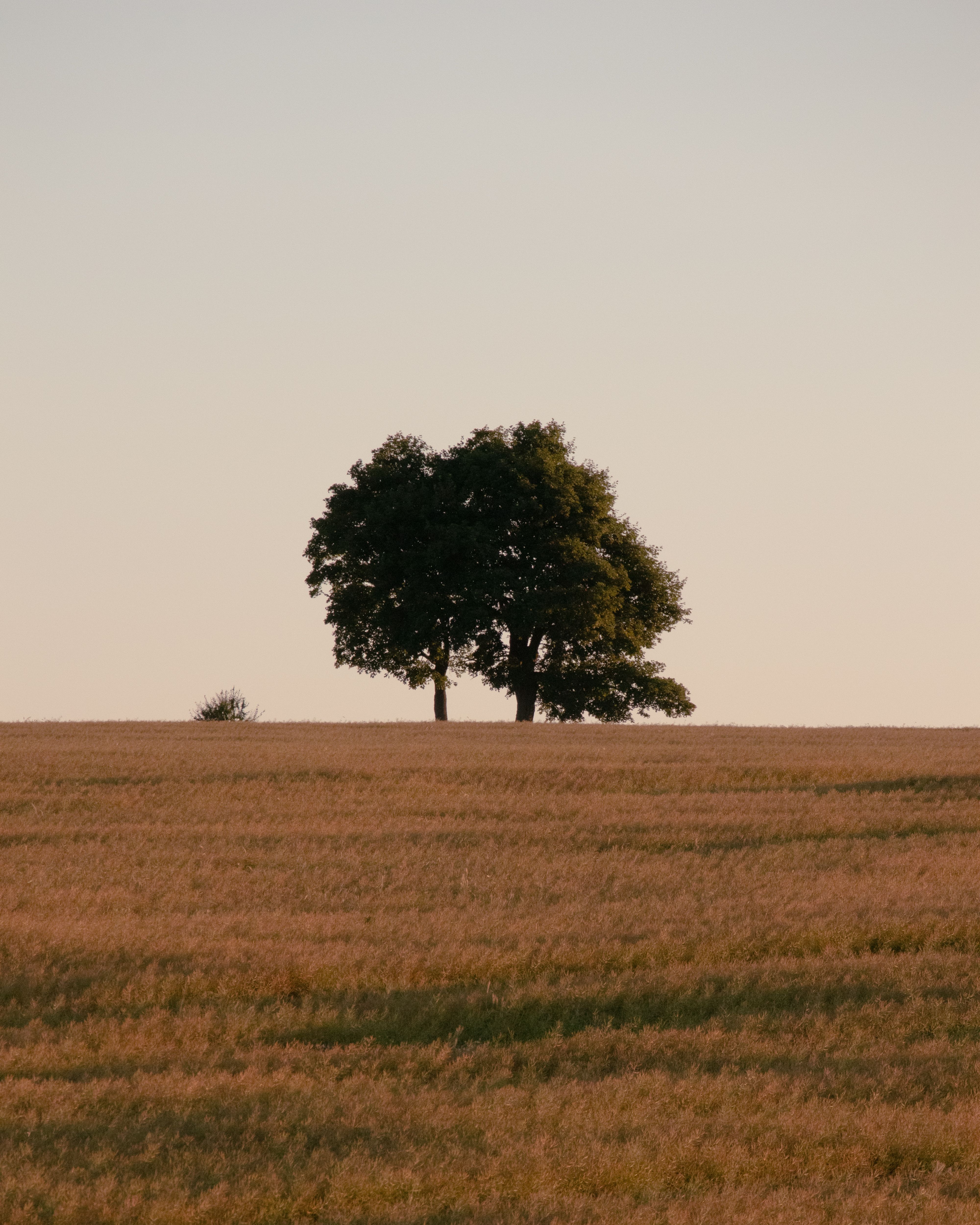Trees in the Middle of a Grass Field · Free Stock Photo