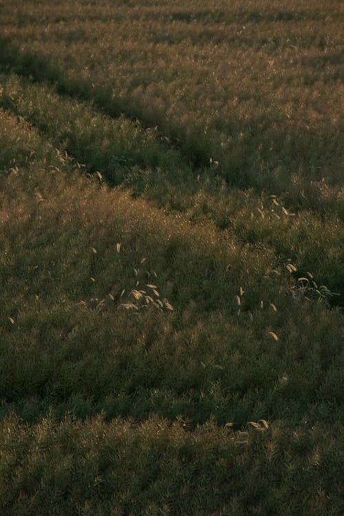 Gratis stockfoto met bomen, landschap, landschap behang