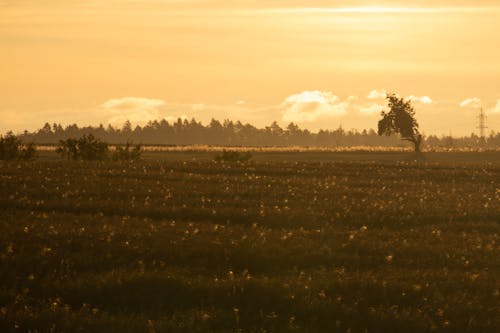 Gratis stockfoto met dageraad, gouden lucht, landelijk