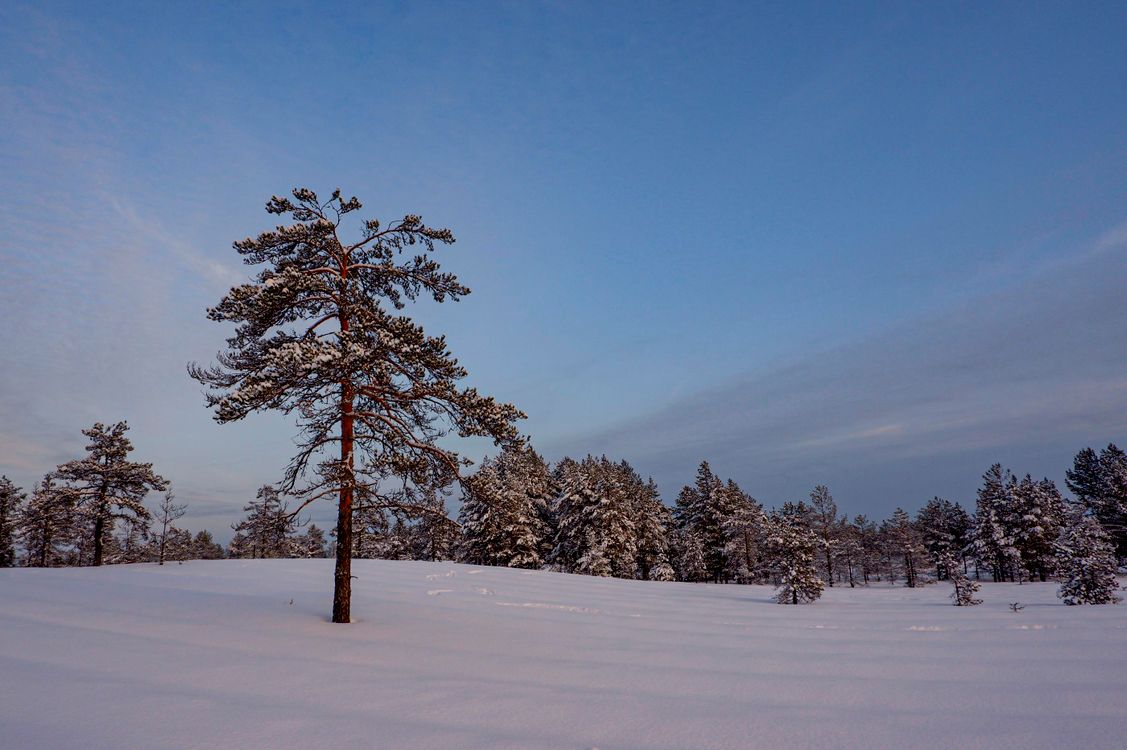 Tree Snow Ground Pine Trees on Snow Covered Ground · Free Stock Photo