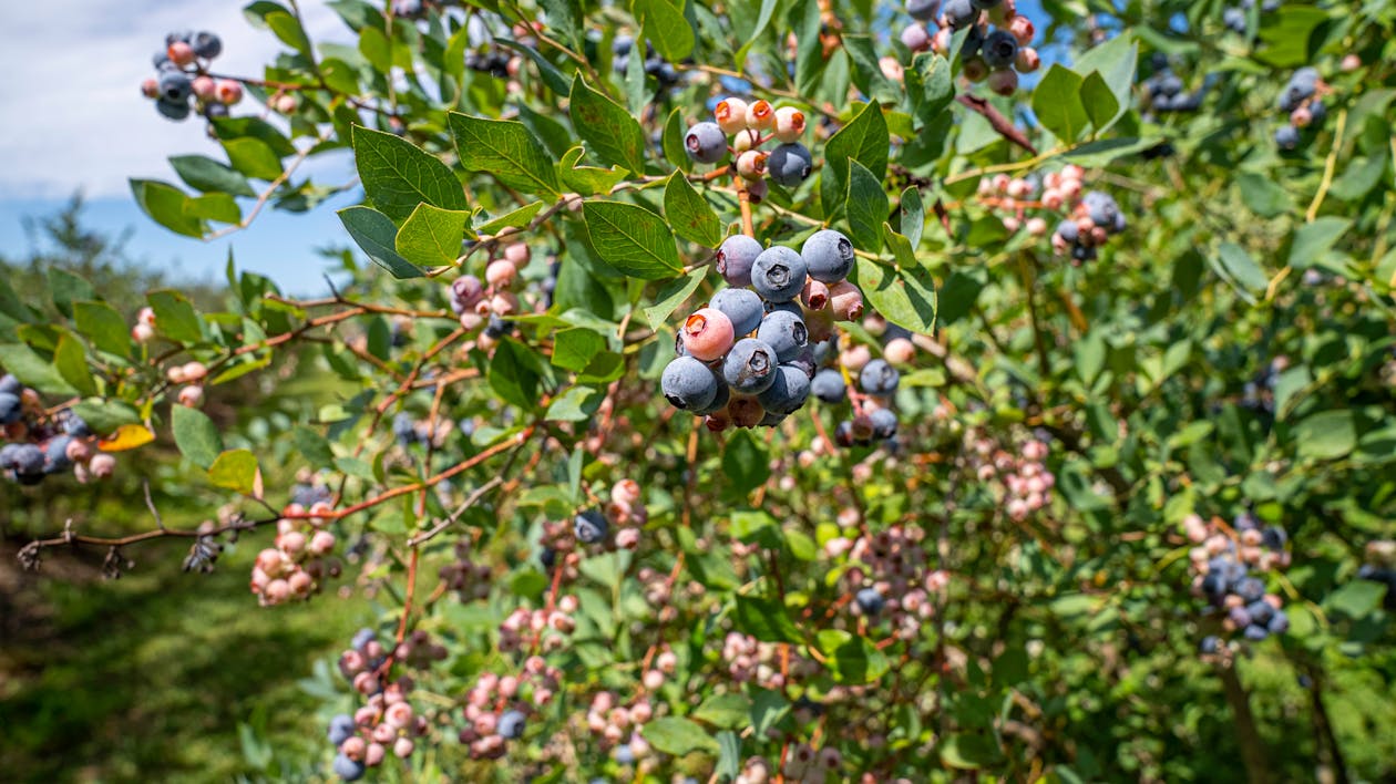 Blueberries - Bird-friendly Plants