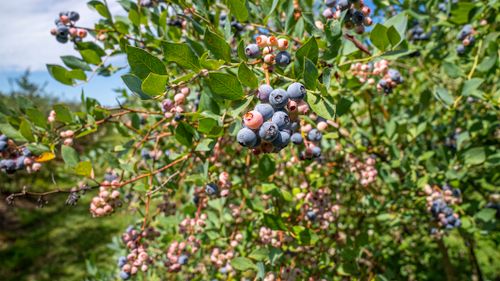 Free Ripe blueberries clustering on branches with green leaves in a sunny North Carolina farm setting. Stock Photo