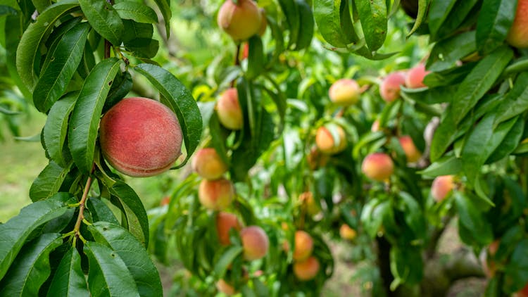 Peaches On Tree