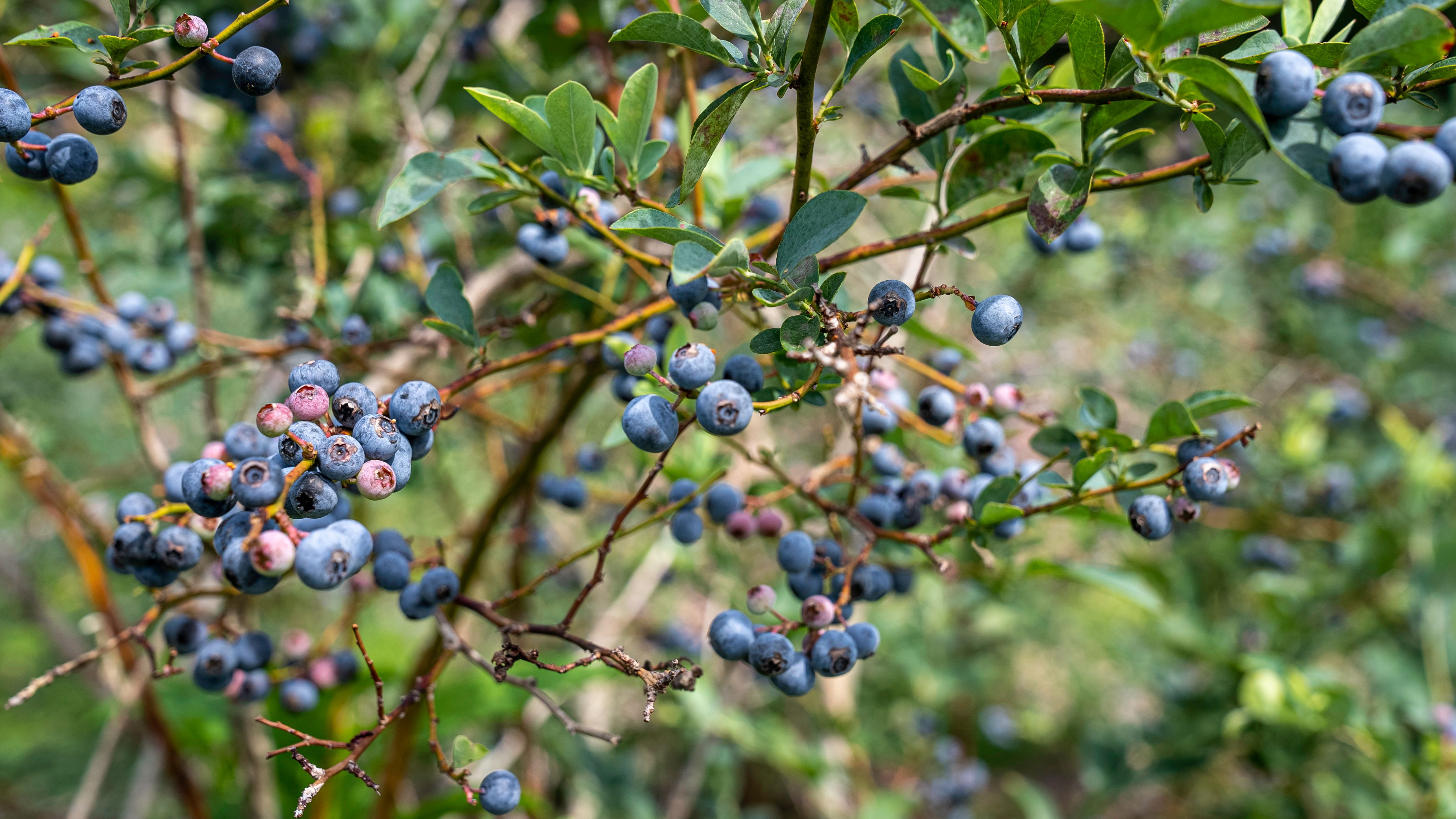 Blueberry bushes edible landscape San Diego