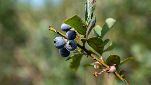 Kostnadsfria Kostnadsfri bild av blåbär, färska frukter, gren Stock foto