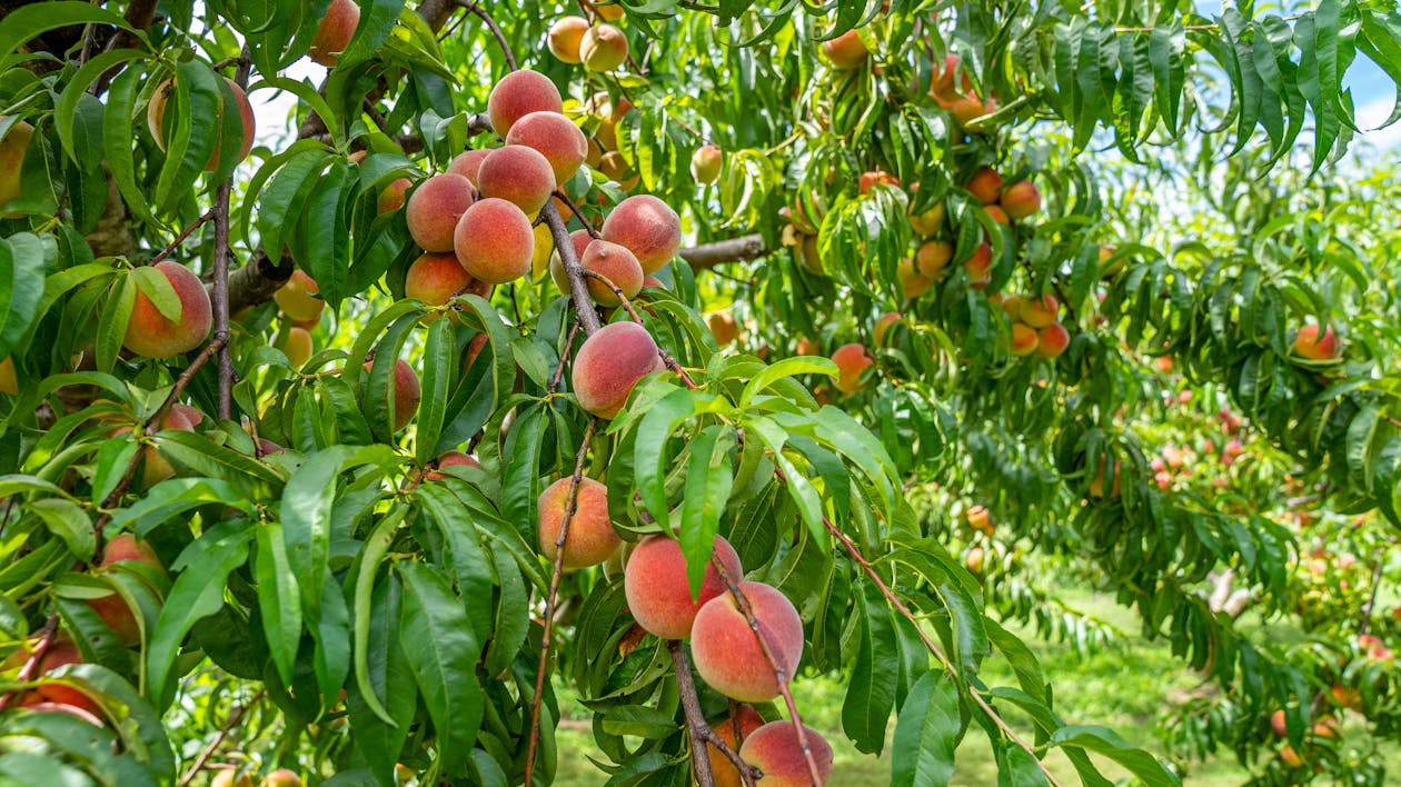 Free Peaches Fruits Hanging on a Tree Stock Photo