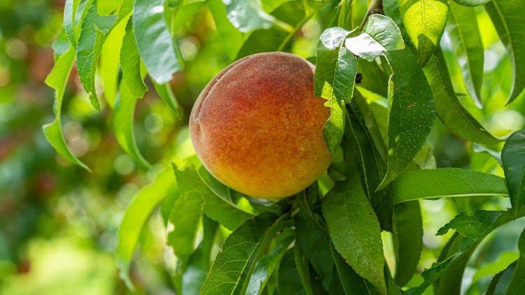 Peach On Tree