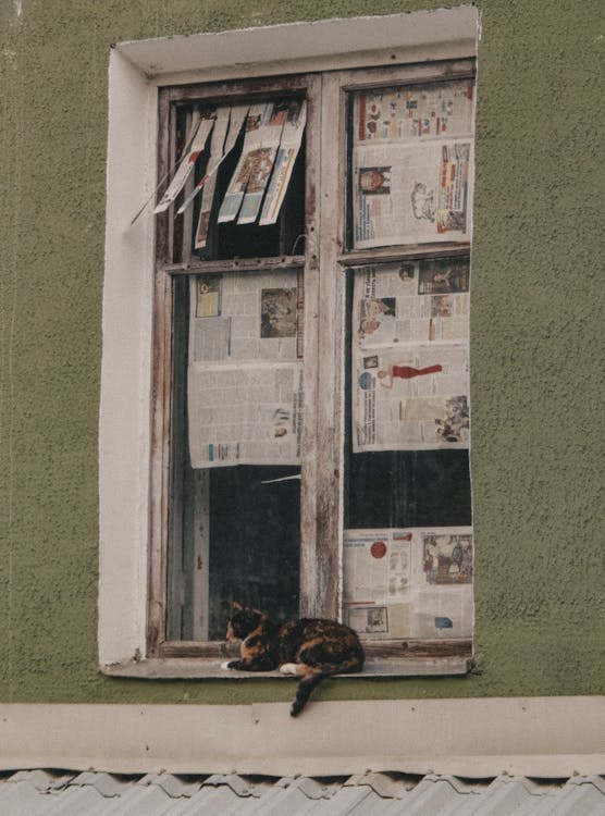 Gratis arkivbilde med aviser, calico katt, dyr