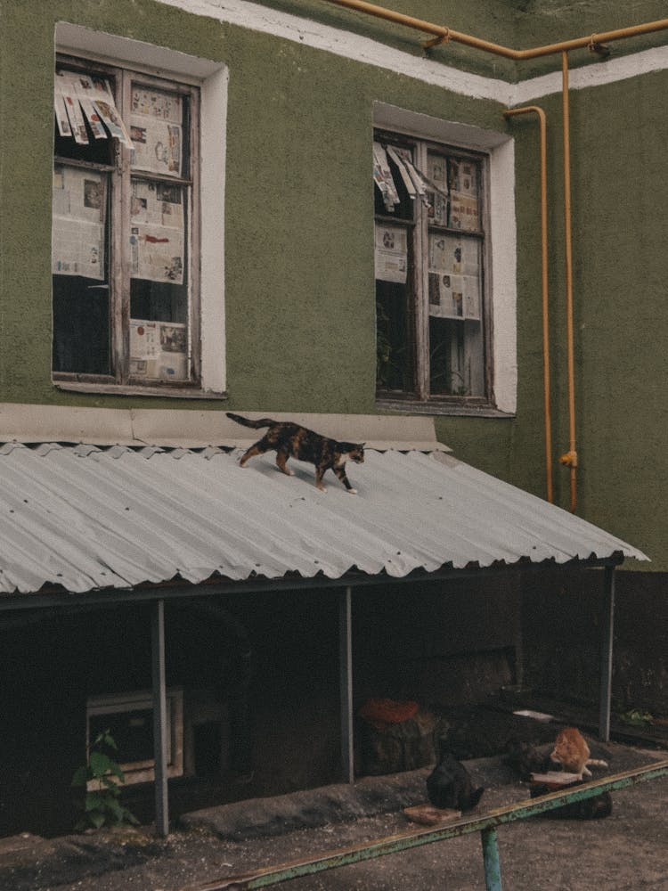 A Cat Walking On A White Roof