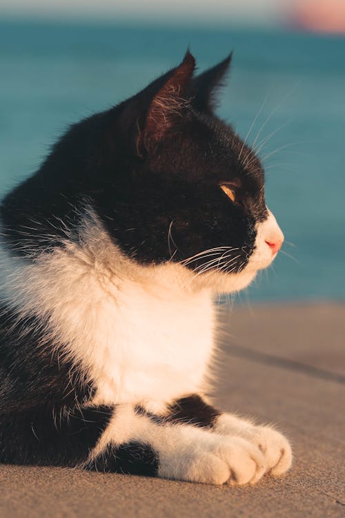 Close-up Photo of a Cat