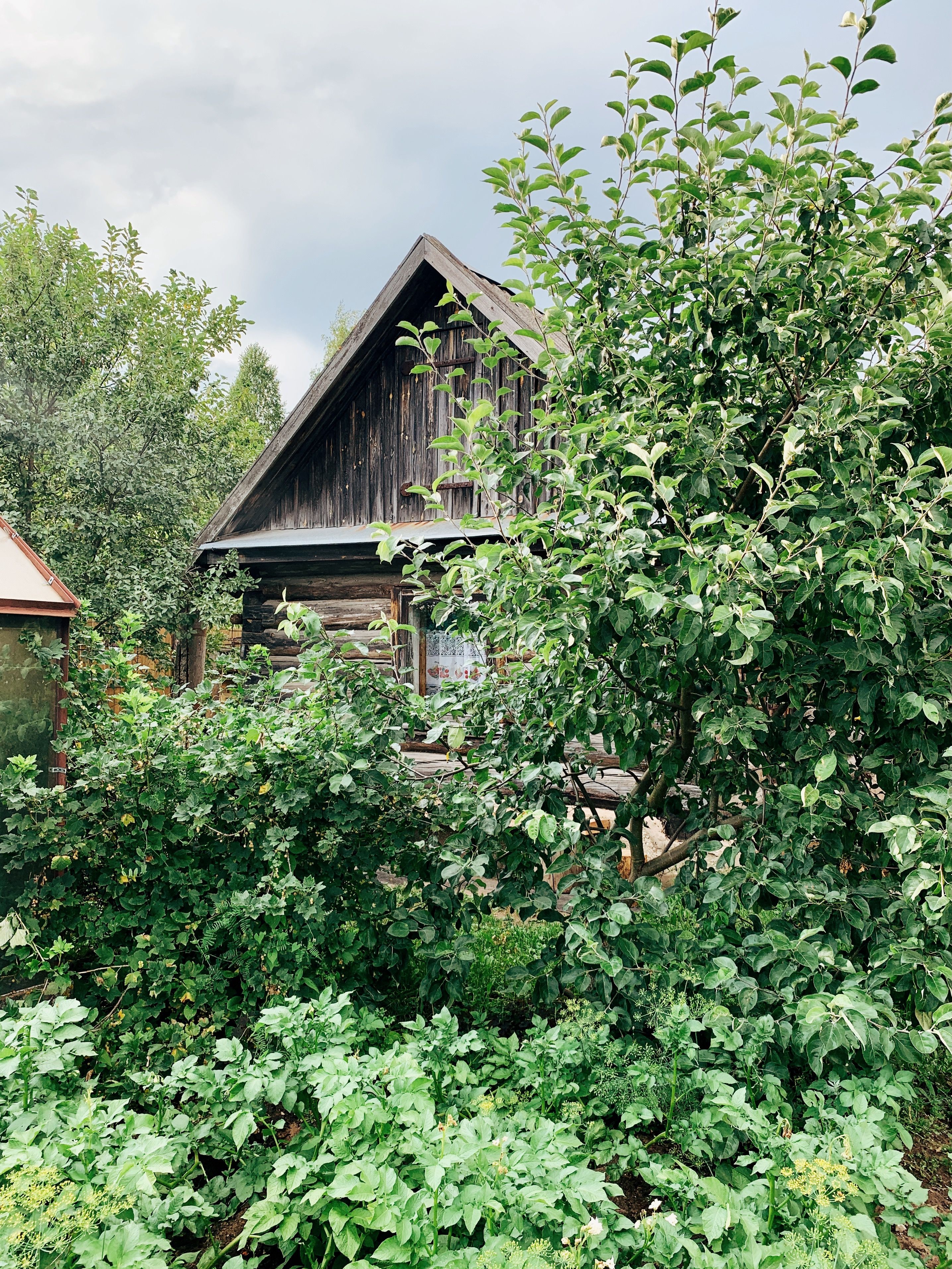 Trees in front of a Wooden House · Free Stock Photo