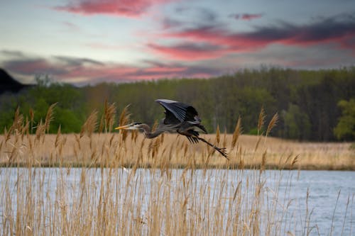 Free Black Bird Flying over Green Grass Field Beside the Body of Water Stock Photo