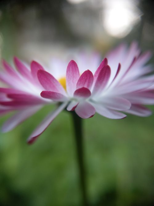 Free stock photo of daisy, flower Stock Photo