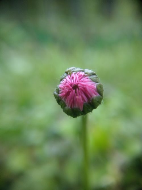 Free stock photo of daisy Stock Photo