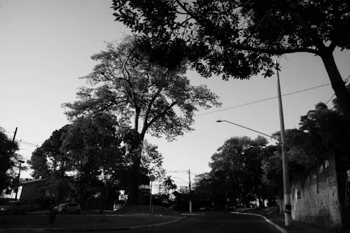 Photos gratuites de arbres, contre-plongée, échelle des gris