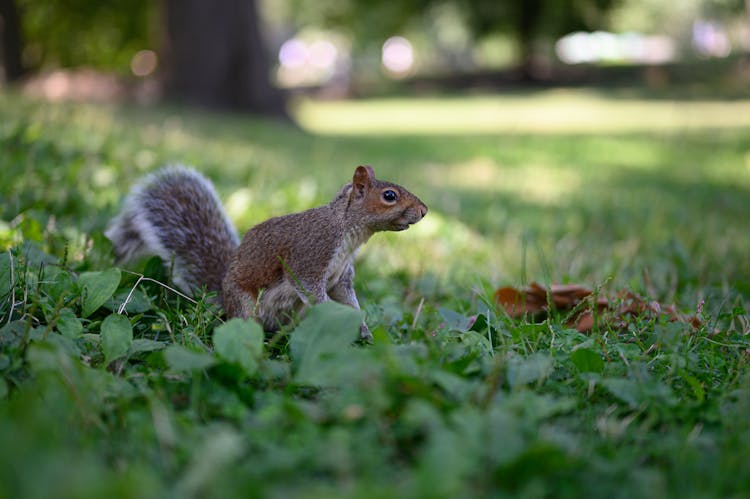 A Brown Squirrel On The Grass