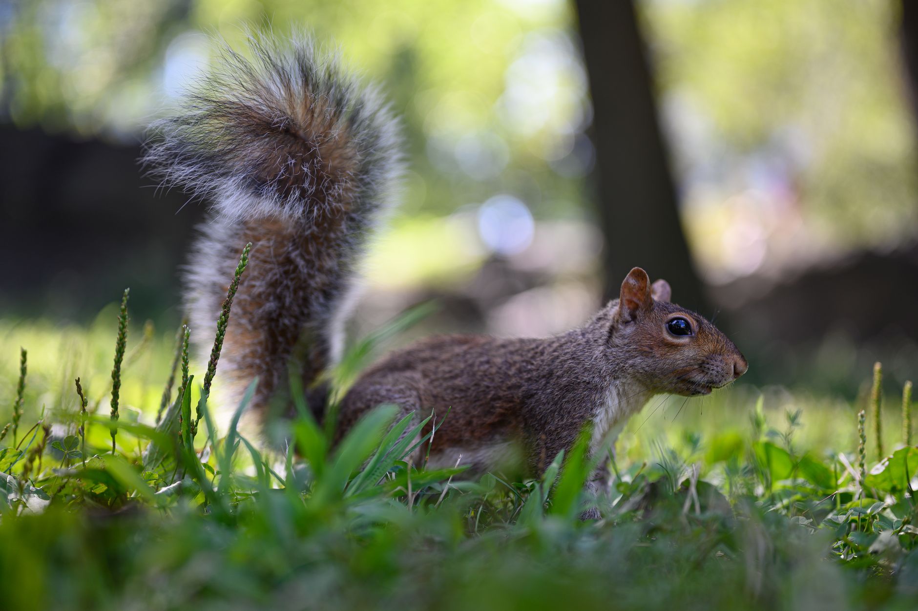 Canva Turns a Giant Squirrel into a Marketing Movement with New US Campaign