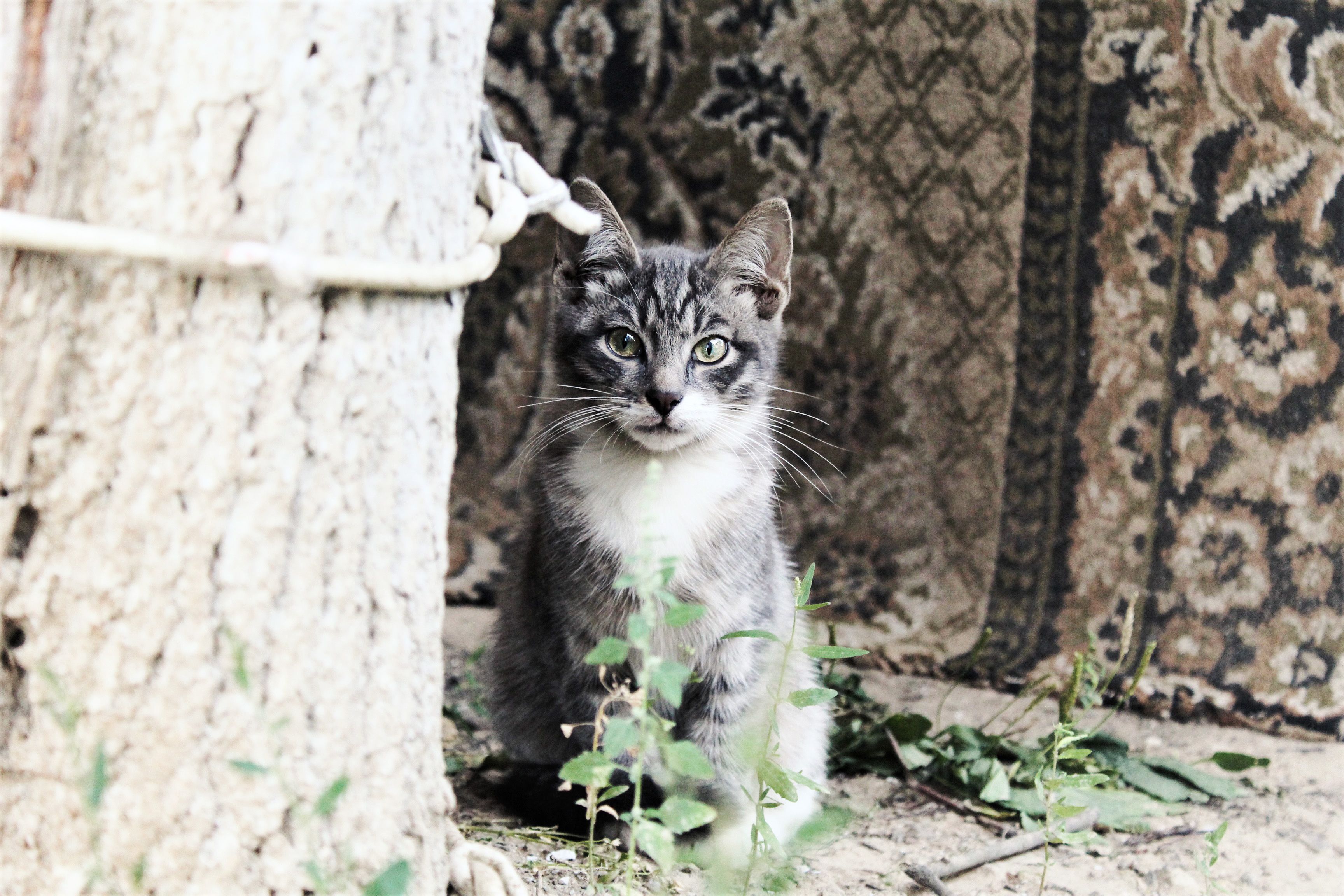 Close-Up Shot of a Tabby Cat Sitting on a Ground · Free Stock Photo