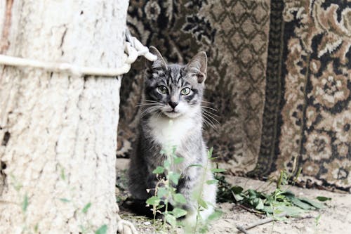 Close-Up Shot of a Tabby Cat Sitting on a Ground