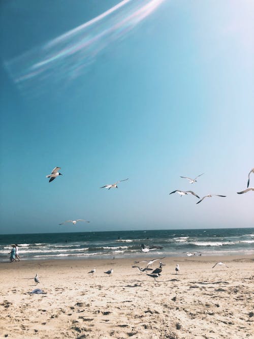 Free stock photo of at the beach, beach, beach break