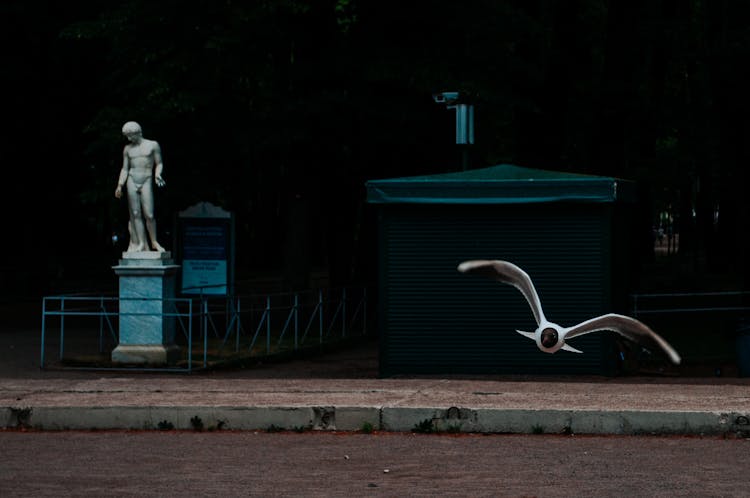 Photo Of A Bird Flying Near Pavement