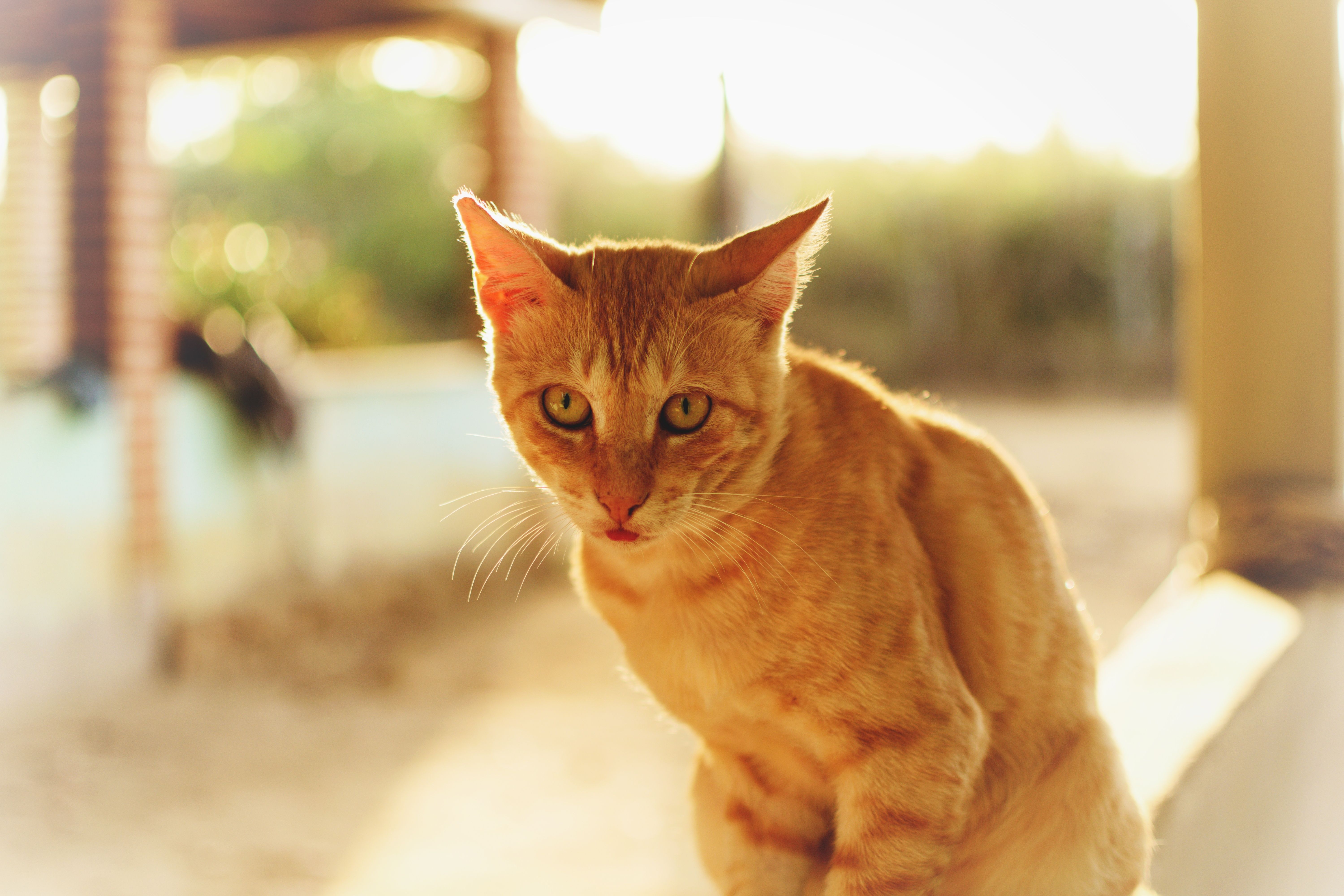 Close-Up Shot of an Orange Tabby Cat · Free Stock Photo