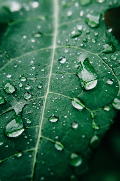 Water Droplets on Green Leaf