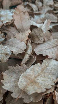 Detailed image of scattered dry brown autumn leaves, providing a natural texture in fall.