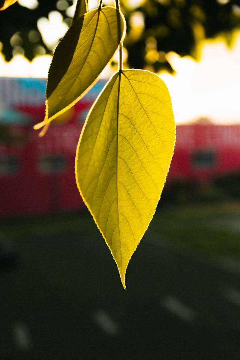Green Leaf in Tilt Shift Lens