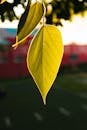 Green Leaf in Tilt Shift Lens