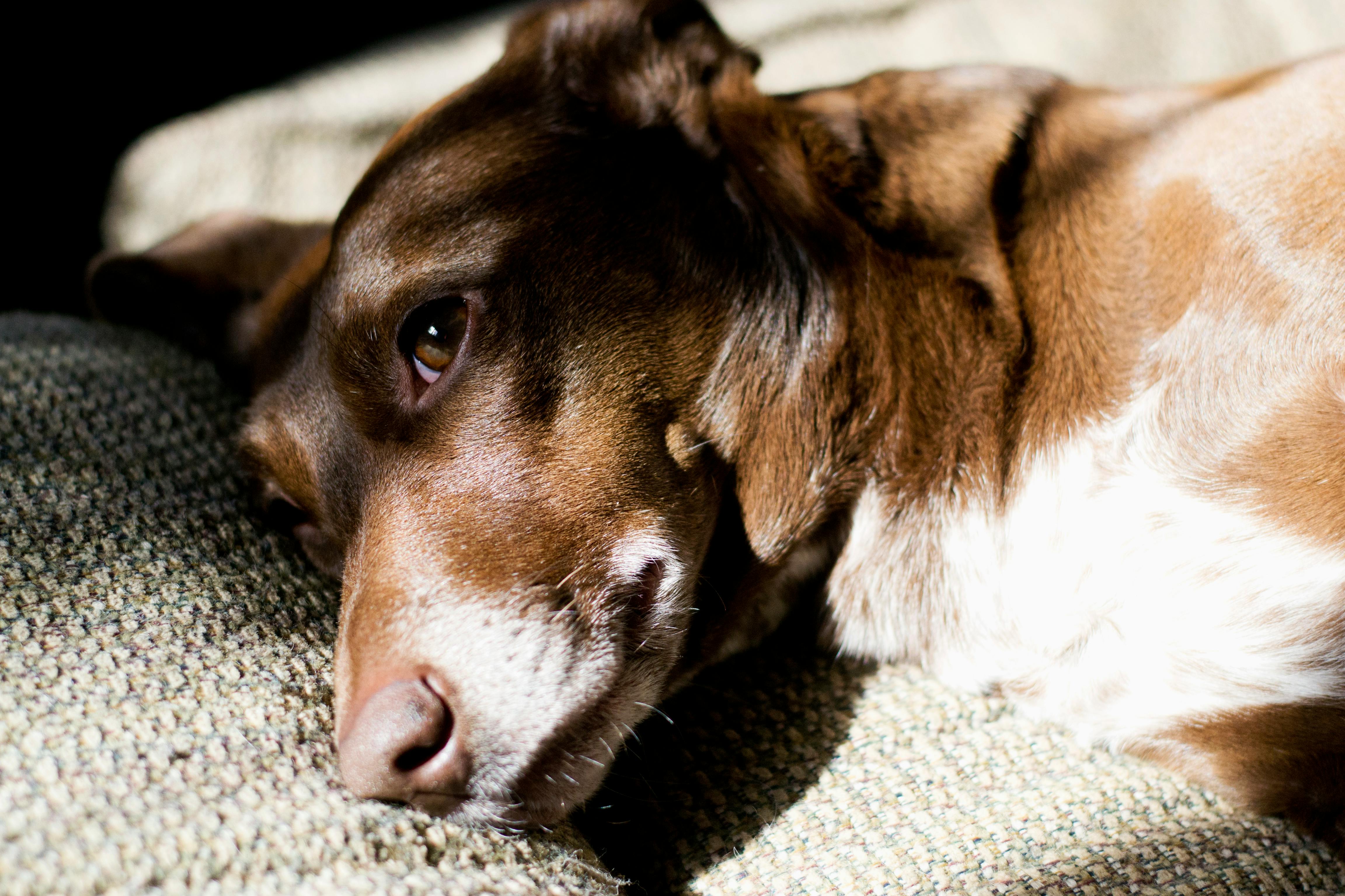 pet insurance pet health costs — Photo by Em  Hopper on Pexels