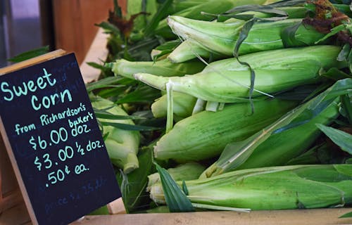 Free stock photo of corn, corn on the cob, green