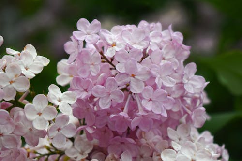 Close-Up Shot of Lilacs in Bloom
