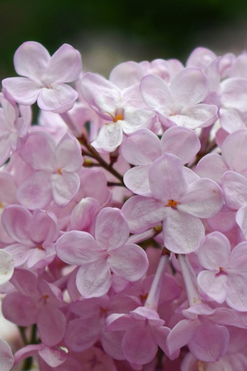 Free stock photo of flowers, lilacs, pink