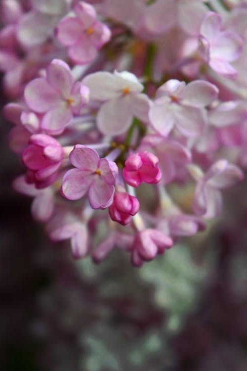 Free stock photo of flowers, lilacs, pink